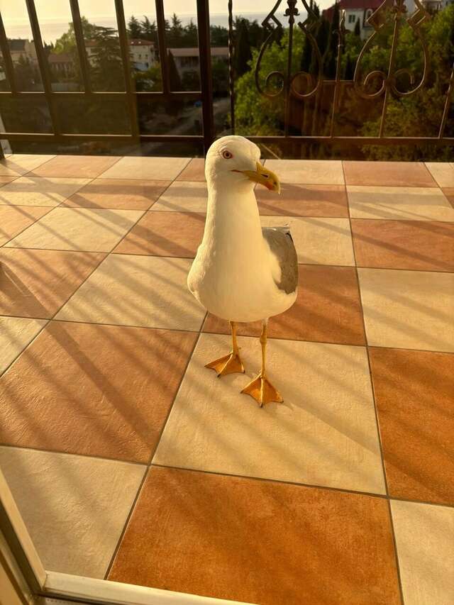 Гостиница Алвис Алушта-171